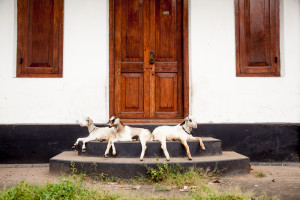 Street Scene, Fort Cochin, India